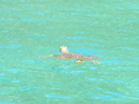 BVI