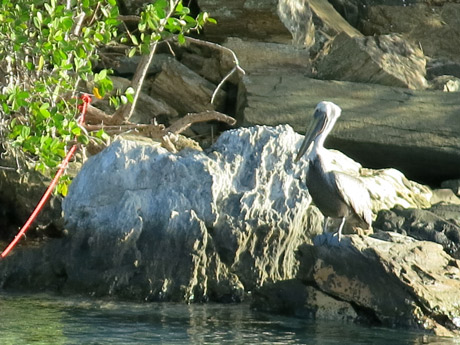 BVI