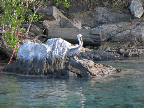 BVI