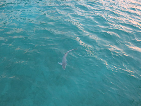 BVI