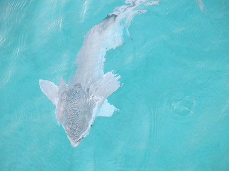 BVI